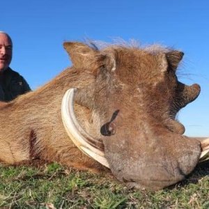 Wathog Hunting Eastern Cape South Africa