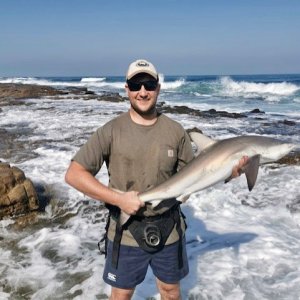 Smooth Hound Shark  Fishing South Africa