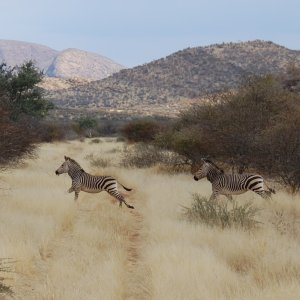 Zebra Namibia