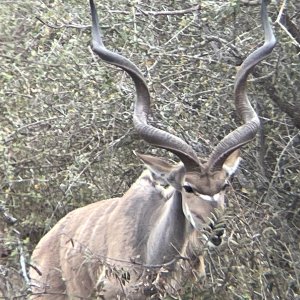 Kudu South Africa