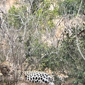 Leopard South Africa