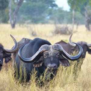 Buffalo Waterberg Wilderness Reserve South Africa