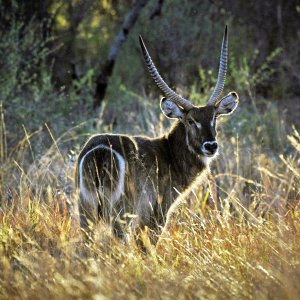 Waterbuck Waterberg Wilderness Reserve South Africa