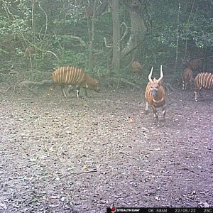 Bongo Trail Camera Central African Republic C.A.R.