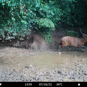 Bongo Trail Camera Central African Republic C.A.R.