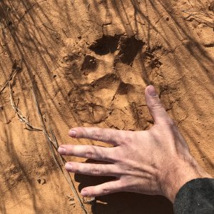 Lion Track Kalahari South Africa