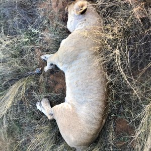 Lioness Hunt Kalahari South Africa