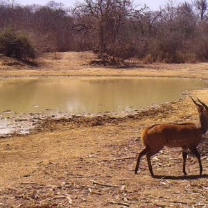 Bushbuck male.