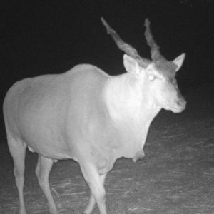 Eland bull.