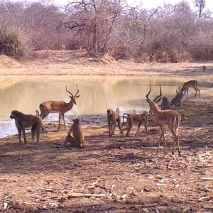 Impala and Baboon.