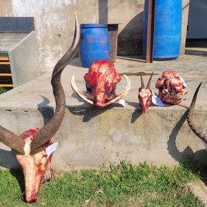 Trophy Hunt South Africa