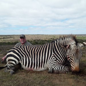 Mountain Zebra Hunting South Africa