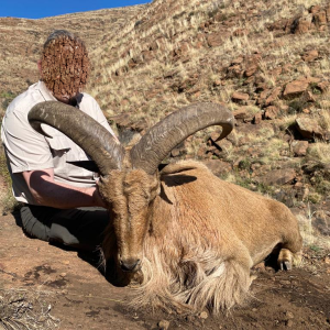 Barbary Hunt South Africa