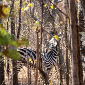 Zebra Tanzania