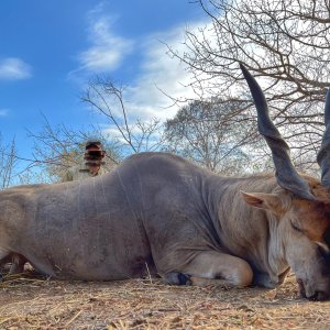 Livingstone Eland Hunt Niassa Reserve Mozambique