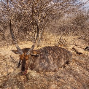 Waterbuck Hunt Namibia