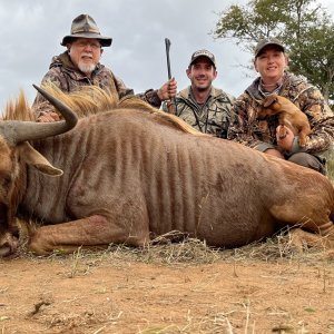 Golden Wildebeest Hunt South Africa