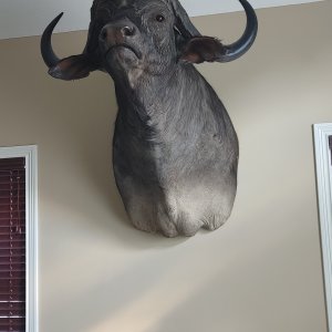 Buffalo Shoulder Mount Taxidermy