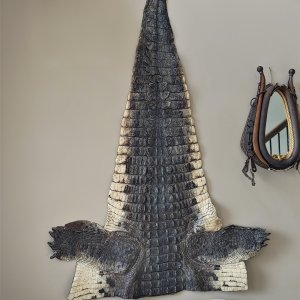 Crocodile Skin Taxidermy