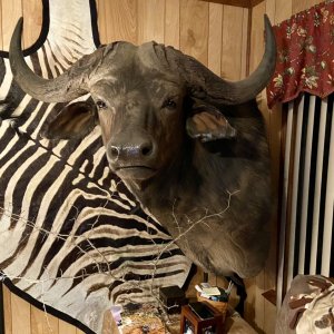 Buffalo Shoulder Mount Taxidermy