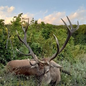 Red Stag Hunt Romania