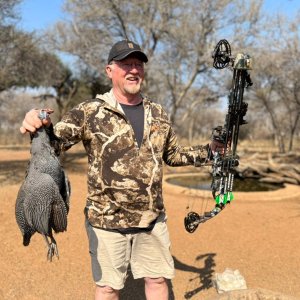 Guinea Fowl Bow Hunt South Africa