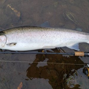 29 Inch Steelhead Anchor River Alaska