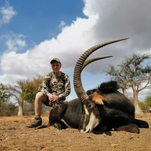 Sable Hunt Bushveld South Africa