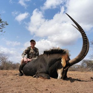 Sable Hunt Bushveld South Africa