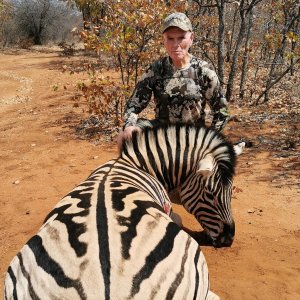 Zebra Hunt Bushveld South Africa