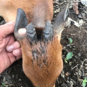 Red Duiker Hunt Polokwane South Africa