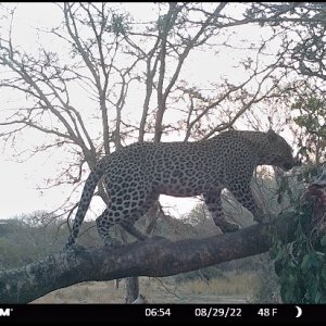 Leopard Trail Camera Tanzania