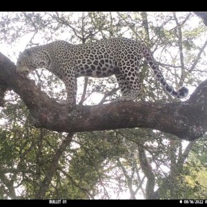 Leopard Trail Camera Tanzania