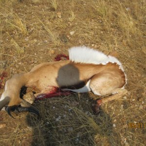 Springbok Hunting Namibia