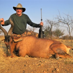 Red Hartebeest Hunting Namibia