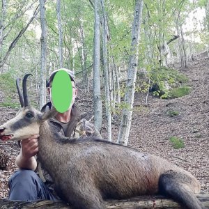 Female Carpathian Chamois Hunt Romania