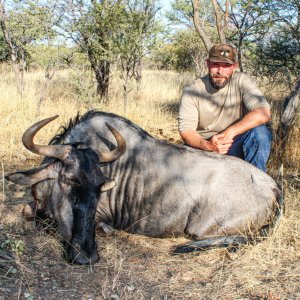 Blue Wildebeest Hunting Namibia