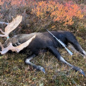 55 Inch Moose Hunt Alaska