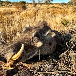 Warthog Hunting Namibia