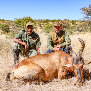 Red Hartebeest Hunting Namibia