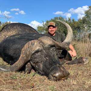 Kwalata Safaris Cape buffalo 2022