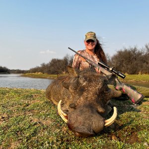 Warthog Hunting South Africa