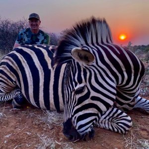 Zebra Hunting South Africa