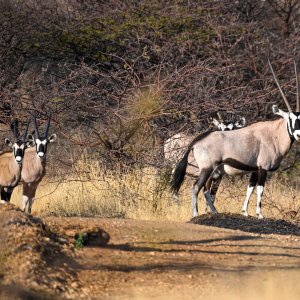 Gemsbok Namibia