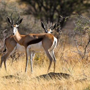 Springbok Namibia