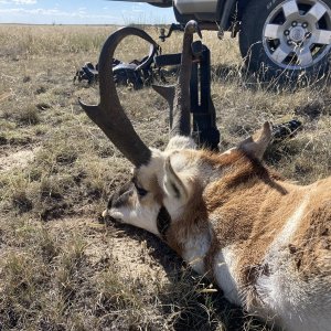 Pronghorn Hunt Colorado