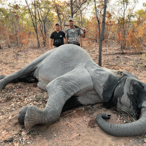 Tuskless Elephant Hunt Zimbabwe