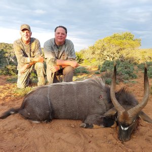 Nyala Hunt Eastern Cape South Africa