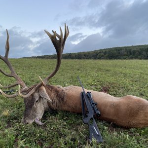 Red Deer Hunt Romania