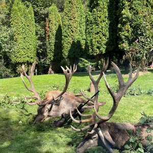 Red Deer Hunt Romania